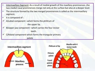 • Intermaxillary Segment: As a result of medial growth of the maxillary prominences ,the
  two medial nasal prominences merge not only at the surface but also at a deeper level.
• The structure formed by the two merged prominences is called as the intermaxillary
  segment.
• It is composed of :
 A)Labial component –which forms the philtrum of
                       the upper lip.
 B)Upper jaw component –which carries the four incisor
                           teeth.
 C)Palatal component-which forms the triangular primary
                       palate
 