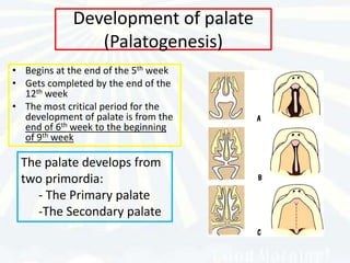 Development of palate
                (Palatogenesis)
• Begins at the end of the 5th week
• Gets completed by the end of the
  12th week
• The most critical period for the
  development of palate is from the
  end of 6th week to the beginning
  of 9th week

 The palate develops from
 two primordia:
    - The Primary palate
    -The Secondary palate
 