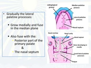 • Gradually the lateral
  palatine processes:

    Grow medially and fuse
     in the median plane

    Also fuse with the:
      • Posterior part of the
        primary palate
             &
      • The nasal septum
 