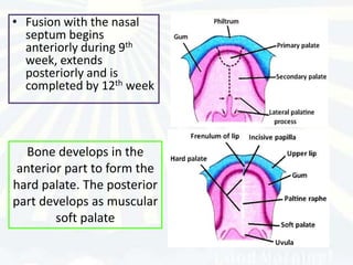 • Fusion with the nasal
  septum begins
  anteriorly during 9th
  week, extends
  posteriorly and is
  completed by 12th week




   Bone develops in the
 anterior part to form the
hard palate. The posterior
part develops as muscular
        soft palate
 