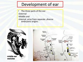 Development of ear
• The three parts of the ear-
-External
-Middle and
-Internal ,arise from separate ,diverse
    embryonic origins .
 