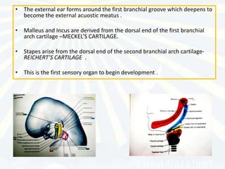 • The external ear forms around the first branchial groove which deepens to
  become the external acuostic meatus .

• Malleus and Incus are derived from the dorsal end of the first branchial
  arch cartilage –MECKEL’S CARTILAGE.

• Stapes arise from the dorsal end of the second branchial arch cartilage-
  REICHERT’S CARTILAGE .

• This is the first sensory organ to begin development .
 