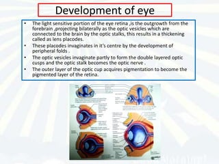 Development of eye
•   The light sensitive portion of the eye retina ,is the outgrowth from the
    forebrain ,projecting bilaterally as the optic vesicles which are
    connected to the brain by the optic stalks, this results in a thickening
    called as lens placodes.
•   These placodes invaginates in it’s centre by the development of
    peripheral folds .
•   The optic vesicles invaginate partly to form the double layered optic
    cusps and the optic stalk becomes the optic nerve .
•   The outer layer of the optic cup acquires pigmentation to become the
    pigmented layer of the retina.
 