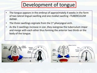 Development of tongue
• The tongue appears in the embryo of approximately 4 weeks in the form
  of two lateral lingual swelling and one medial swelling –TUBERCULUM
  IMPAR .
• The three swellings orginate from the 1st pharyngeal arch.
• As the 3 swellings increase in size ,they overgrow the tuberculum impar
  and merge with each other thus forming the anterior two thirds or the
  body of the tongue.
 