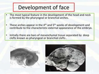 Development of face
• The most typical feature in the development of the head and neck
  is formed by the pharyngeal or branchial arches.

• These arches appear in the 4th and 5th weeks of development and
  contribute to the characteristic external appearance of the embryo.

• Initially there are bars of mesenchymal tissue separated by deep
  clefts known as pharyngeal or branchial clefts .
 