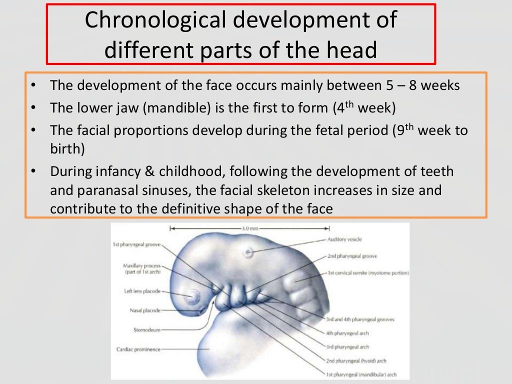 Development of face