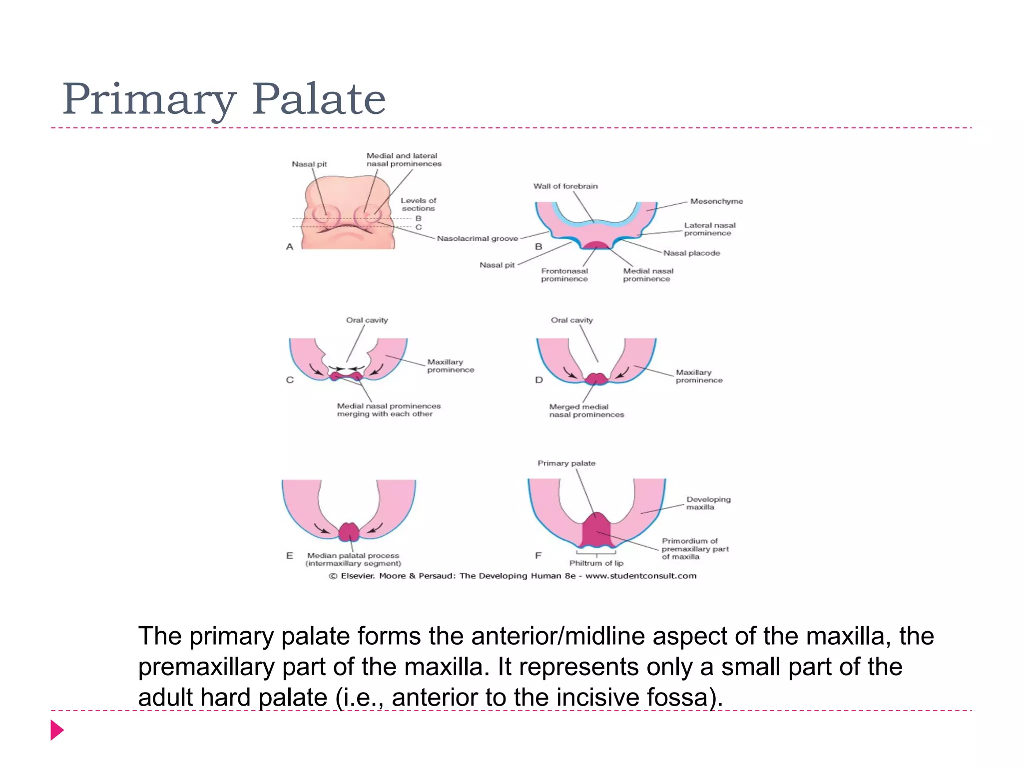 Primary Palate

The primary palate forms the anterior/midline aspect of the maxilla, the
premaxillary part of the maxilla. It represents only a small part of the
adult hard palate (i.e., anterior to the incisive fossa).

 