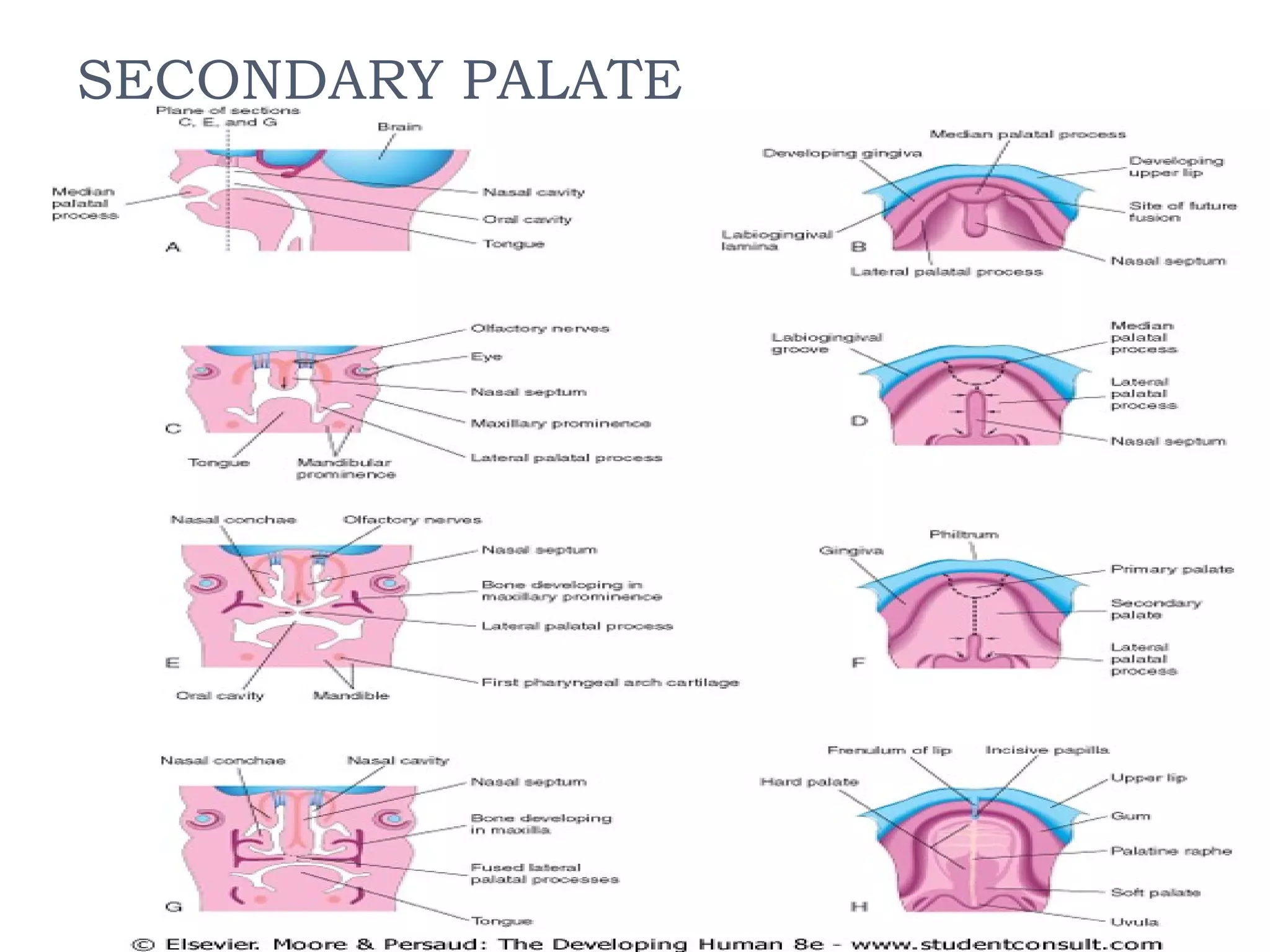 SECONDARY PALATE

 