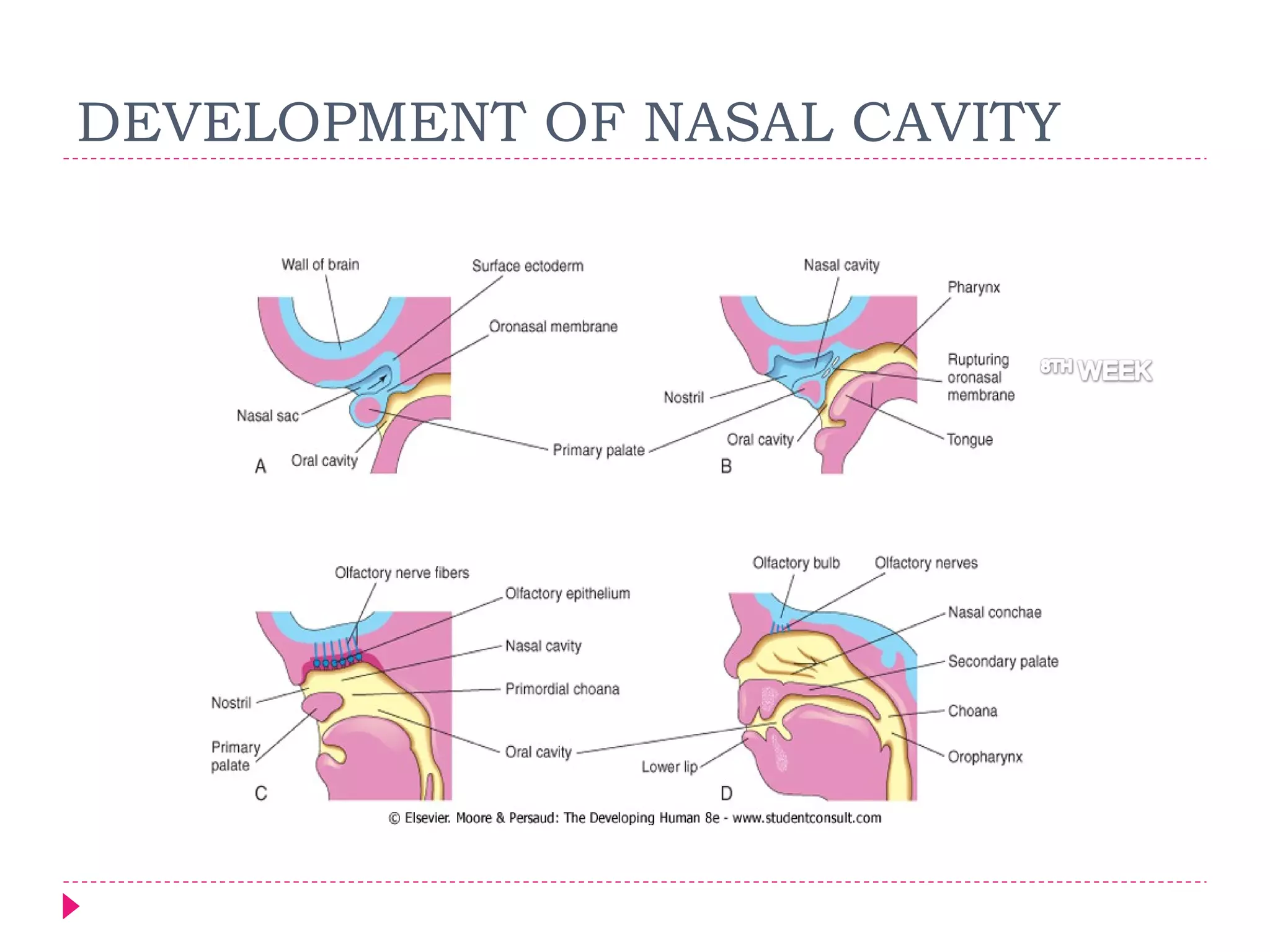 DEVELOPMENT OF NASAL CAVITY

 