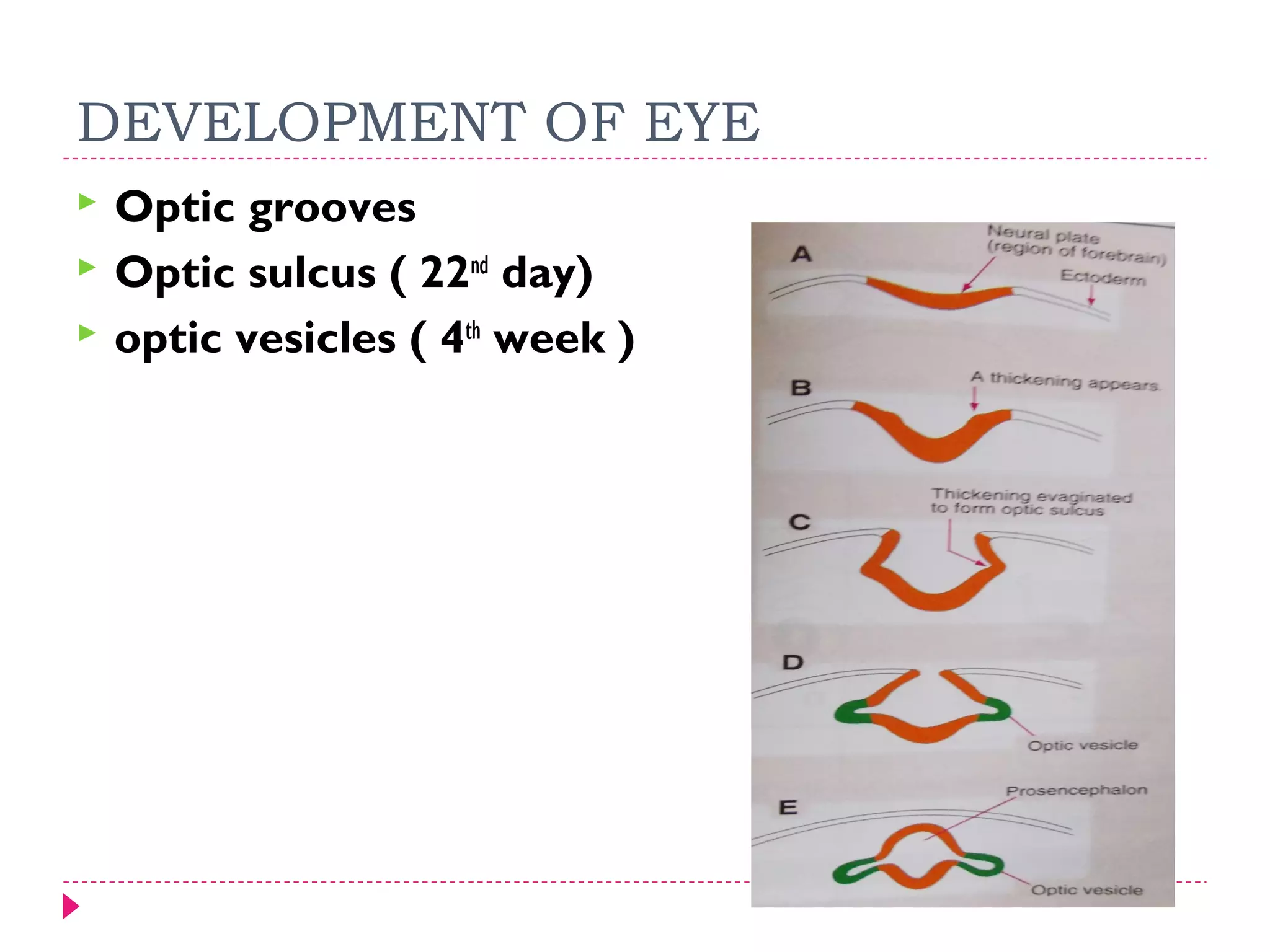 DEVELOPMENT OF EYE




Optic grooves
Optic sulcus ( 22nd day)
optic vesicles ( 4th week )

 