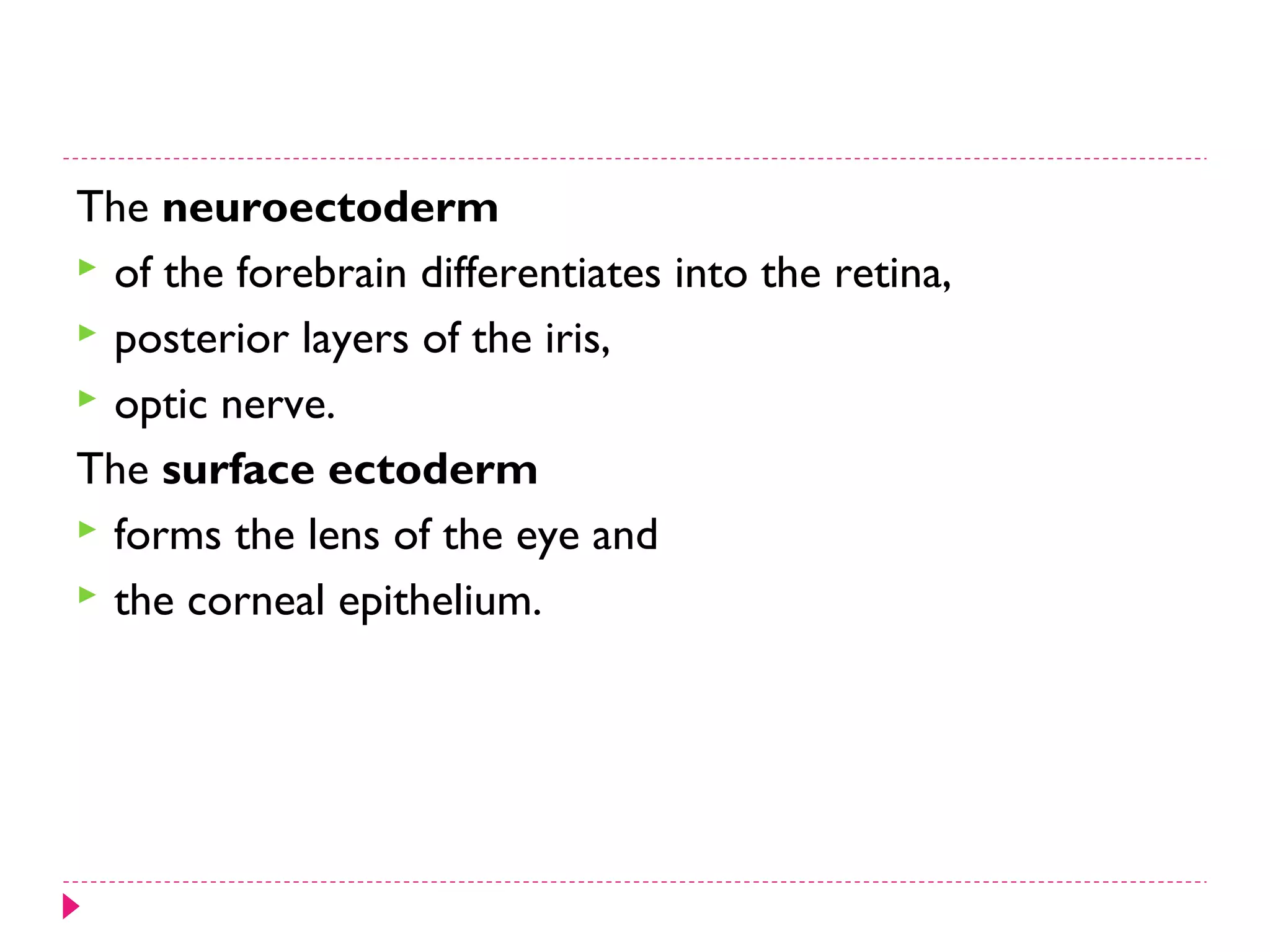 The neuroectoderm
 of the forebrain differentiates into the retina,
 posterior layers of the iris,
 optic nerve.
The surface ectoderm
 forms the lens of the eye and
 the corneal epithelium.

 