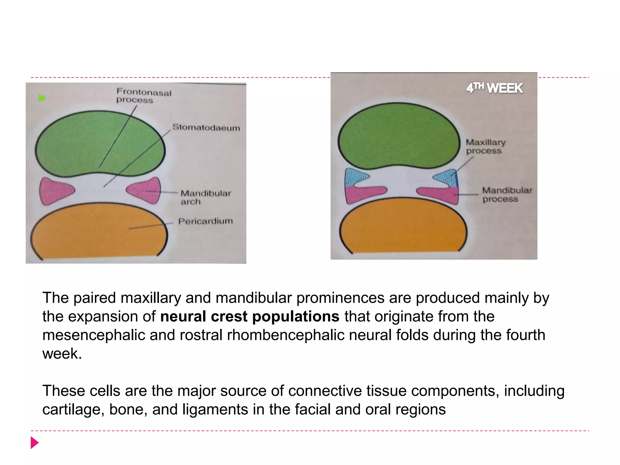 

The paired maxillary and mandibular prominences are produced mainly by
the expansion of neural crest populations that originate from the
mesencephalic and rostral rhombencephalic neural folds during the fourth
week.
These cells are the major source of connective tissue components, including
cartilage, bone, and ligaments in the facial and oral regions

 