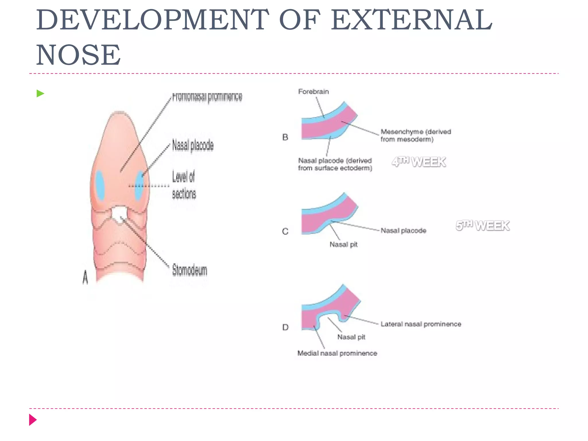 DEVELOPMENT OF EXTERNAL
NOSE


 