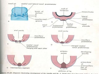 Development of face | PPTX