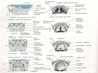 Development of face | PPTX