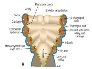 CONTENTS
 INTRODUCTION
 EARLY EMBRYONIC DEVELOPMENT
 DEVELOPMENT OF BRANCHIAL ARCHES
 DEVELOPMENT OF FACE
 DEVELOPMEN...