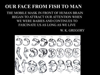OUR FACE FROM FISH TO MAN
THE MOBILE MASK IN FRONT OF HUMAN BRAIN
BEGAN TO ATTRACT OUR ATTENTION WHEN
WE WERE BABIES AND C...