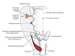 Defects involving the pharyngeal region
 Involving the pharyngeal region
1. Ectopic thyroid and thymic tissue
2. Branchia...