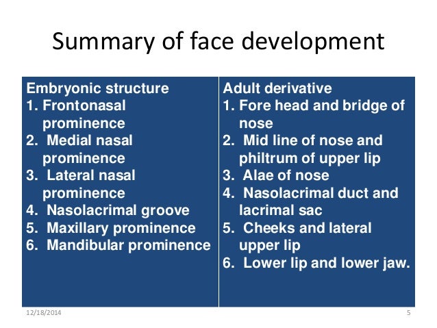 Development of face