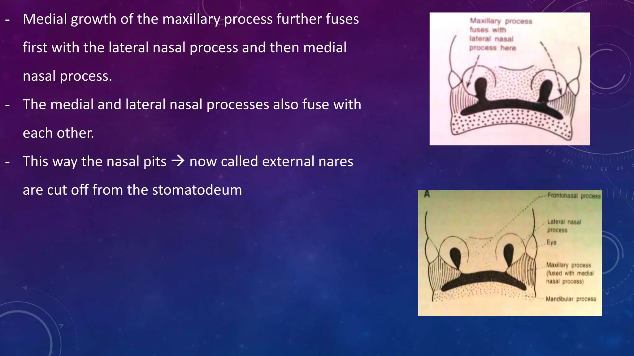 - Medial growth of the maxillary process further fuses
first with the lateral nasal process and then medial
nasal process.
- The medial and lateral nasal processes also fuse with
each other.
- This way the nasal pits  now called external nares
are cut off from the stomatodeum
 