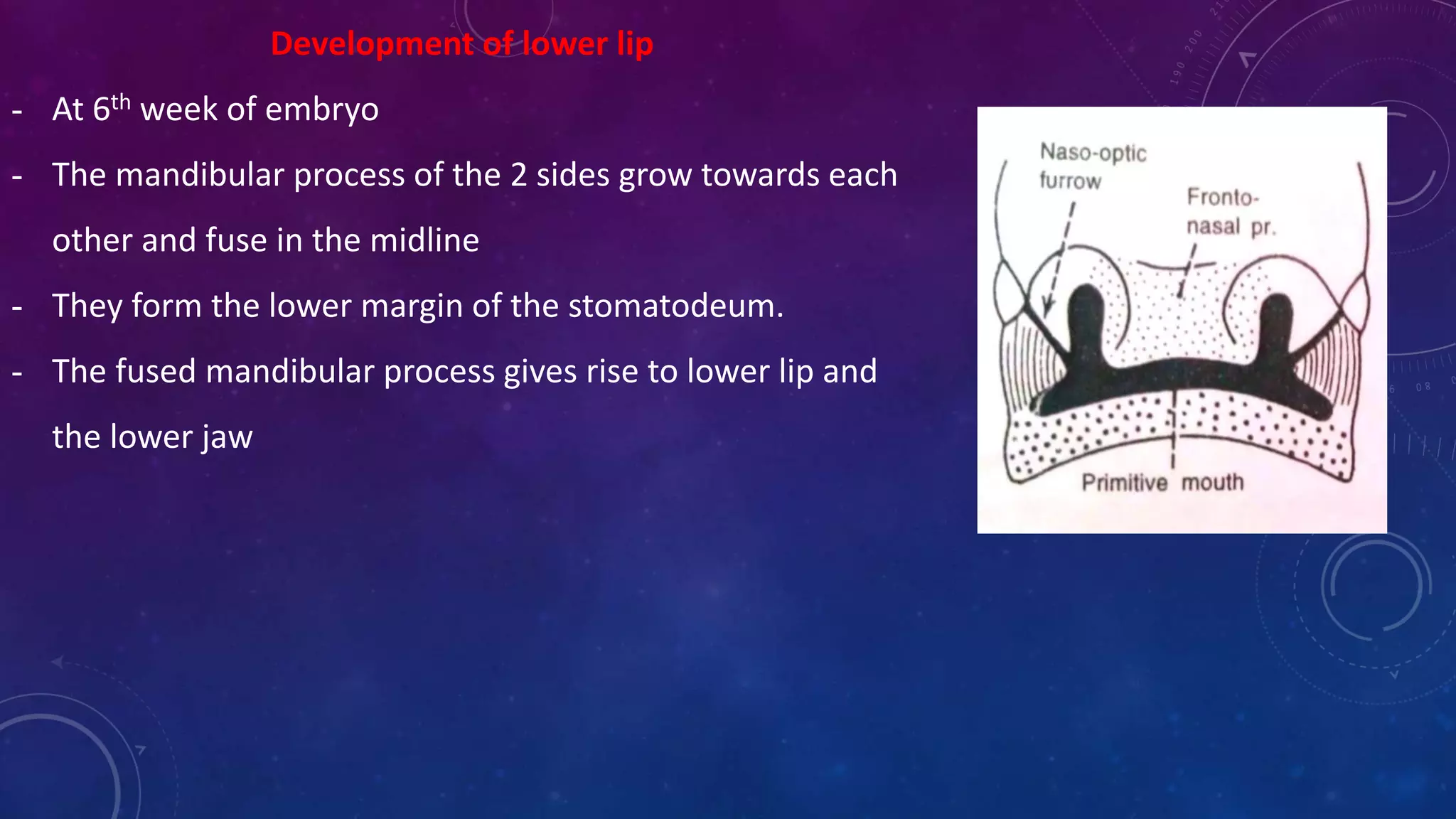 Development of lower lip
- At 6th week of embryo
- The mandibular process of the 2 sides grow towards each
other and fuse in the midline
- They form the lower margin of the stomatodeum.
- The fused mandibular process gives rise to lower lip and
the lower jaw
 