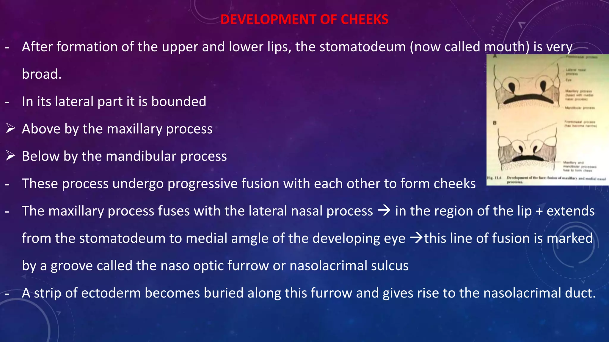DEVELOPMENT OF CHEEKS
- After formation of the upper and lower lips, the stomatodeum (now called mouth) is very
broad.
- In its lateral part it is bounded
 Above by the maxillary process
 Below by the mandibular process
- These process undergo progressive fusion with each other to form cheeks
- The maxillary process fuses with the lateral nasal process  in the region of the lip + extends
from the stomatodeum to medial amgle of the developing eye this line of fusion is marked
by a groove called the naso optic furrow or nasolacrimal sulcus
- A strip of ectoderm becomes buried along this furrow and gives rise to the nasolacrimal duct.
 