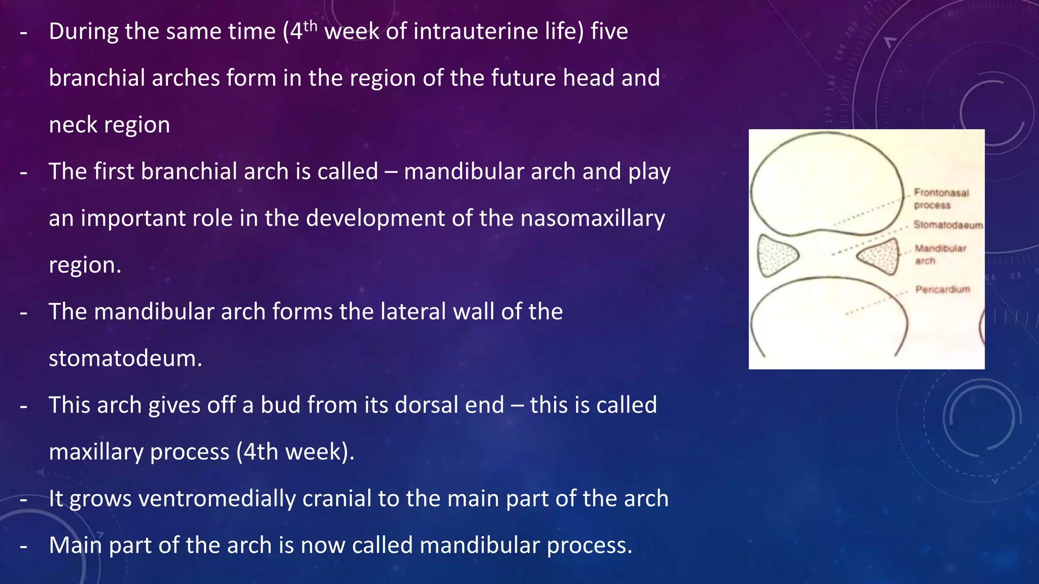 - During the same time (4th week of intrauterine life) five
branchial arches form in the region of the future head and
neck region
- The first branchial arch is called – mandibular arch and play
an important role in the development of the nasomaxillary
region.
- The mandibular arch forms the lateral wall of the
stomatodeum.
- This arch gives off a bud from its dorsal end – this is called
maxillary process (4th week).
- It grows ventromedially cranial to the main part of the arch
- Main part of the arch is now called mandibular process.
 