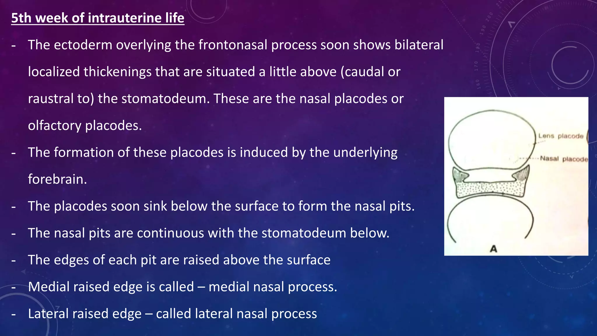 5th week of intrauterine life
- The ectoderm overlying the frontonasal process soon shows bilateral
localized thickenings that are situated a little above (caudal or
raustral to) the stomatodeum. These are the nasal placodes or
olfactory placodes.
- The formation of these placodes is induced by the underlying
forebrain.
- The placodes soon sink below the surface to form the nasal pits.
- The nasal pits are continuous with the stomatodeum below.
- The edges of each pit are raised above the surface
- Medial raised edge is called – medial nasal process.
- Lateral raised edge – called lateral nasal process
 