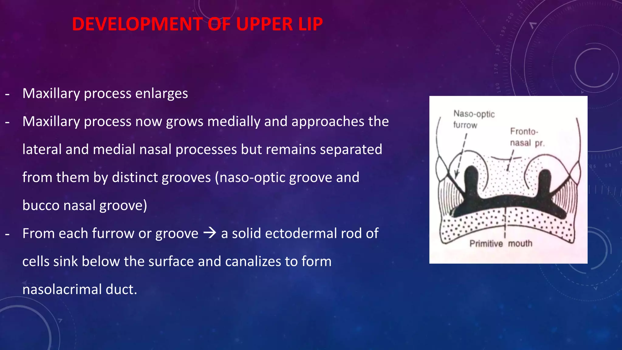 DEVELOPMENT OF UPPER LIP
- Maxillary process enlarges
- Maxillary process now grows medially and approaches the
lateral and medial nasal processes but remains separated
from them by distinct grooves (naso-optic groove and
bucco nasal groove)
- From each furrow or groove  a solid ectodermal rod of
cells sink below the surface and canalizes to form
nasolacrimal duct.
 
