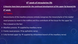 6th week of intrauterine life
- 2 theories have been proposed for the continued development of the upper lip beyond the
6th week.
1st theory
- Mesenchyme of the maxillary process entirely overgrows the mesenchyme of the medial
nasal process to meet in the midline and thus contribute all the tissue for the upper lip.
- This is based on the fact
 Maxillary process  supplied by maxillary nerve
 Fronto nasal process  by opthalmic nerve
 Fully formed upper lip  supplied by infraorbital branch of the maxillary nerve)
 