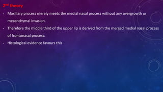 2nd theory
- Maxillary process merely meets the medial nasal process without any overgrowth or
mesenchymal invasion.
- Therefore the middle third of the upper lip is derived from the merged medial nasal process
of frontonasal process.
- Histological evidence favours this
 