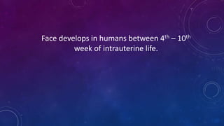 Face develops in humans between 4th – 10th
week of intrauterine life.
 
