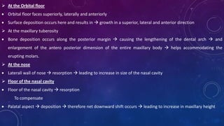  At the Orbital floor
 Orbital floor faces superiorly, laterally and anteriorly
 Surface deposition occurs here and results in  growth in a superior, lateral and anterior direction
 At the maxillary tuberosity
 Bone deposition occurs along the posterior margin  causing the lengthening of the dental arch  and
enlargement of the antero posterior dimension of the entire maxillary body  helps accommodating the
erupting molars.
 At the nose
 Laterall wall of nose  resorption  leading to increase in size of the nasal cavity
 Floor of the nasal cavity
 Floor of the nasal cavity  resorption
To compensate
 Palatal aspect  deposition  therefore net downward shift occurs  leading to increase in maxillary height
 