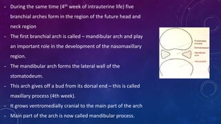 - During the same time (4th week of intrauterine life) five
branchial arches form in the region of the future head and
neck region
- The first branchial arch is called – mandibular arch and play
an important role in the development of the nasomaxillary
region.
- The mandibular arch forms the lateral wall of the
stomatodeum.
- This arch gives off a bud from its dorsal end – this is called
maxillary process (4th week).
- It grows ventromedially cranial to the main part of the arch
- Main part of the arch is now called mandibular process.
 