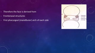 - Therefore the face is derived from
- Frontonasal structures
- First pharyngeal (mandibular) arch of each side
 