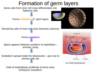 DEVELOPMENT OF THE FACE (EMBRYOLOGY) Time Period 4th to 8th week of ...