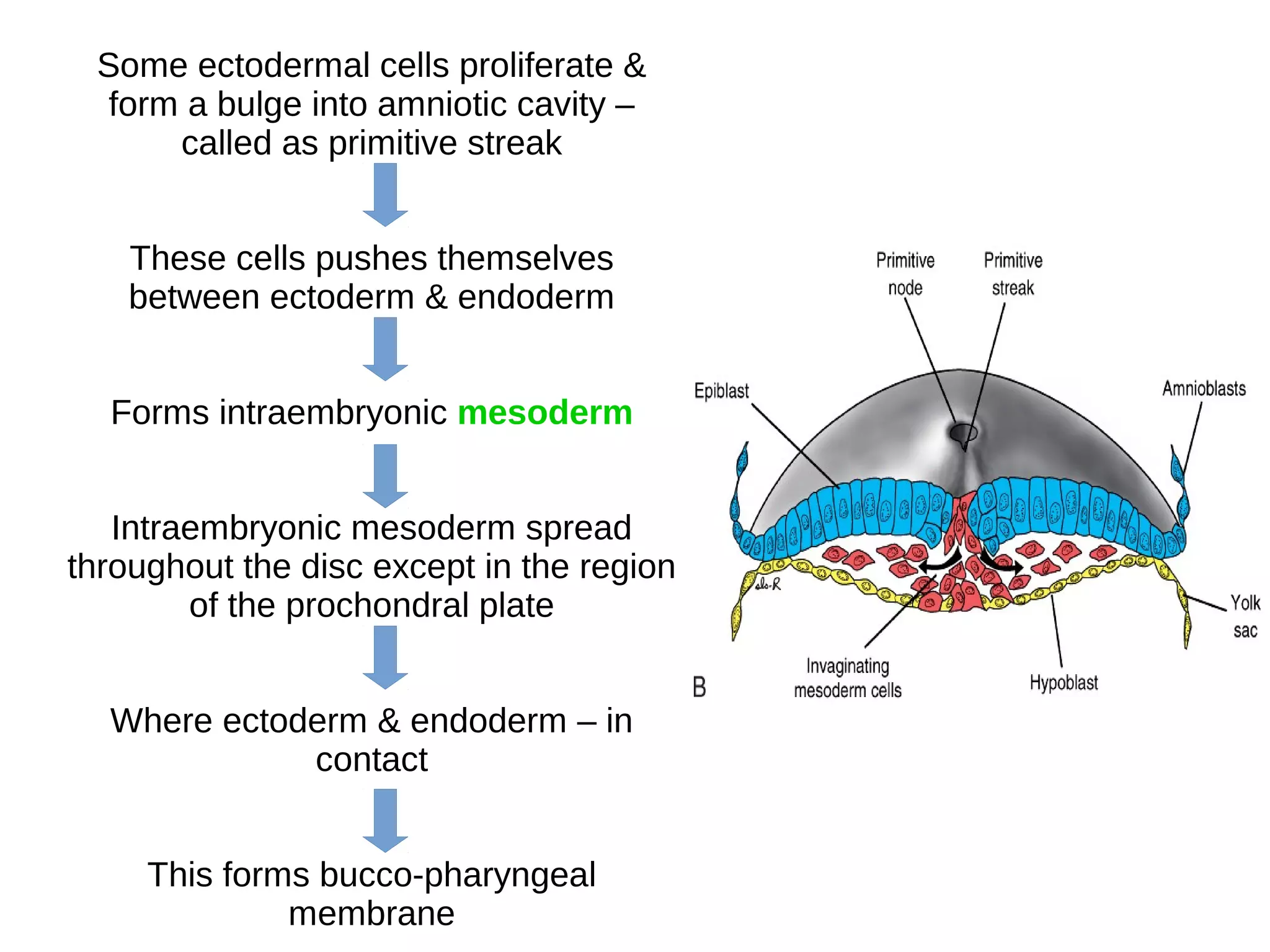 Some ectodermal cells proliferate &
form a bulge into amniotic cavity –
called as primitive streak
These cells pushes themselves
between ectoderm & endoderm
Forms intraembryonic mesoderm
Intraembryonic mesoderm spread
throughout the disc except in the region
of the prochondral plate
Where ectoderm & endoderm – in
contact
This forms bucco-pharyngeal
membrane
 