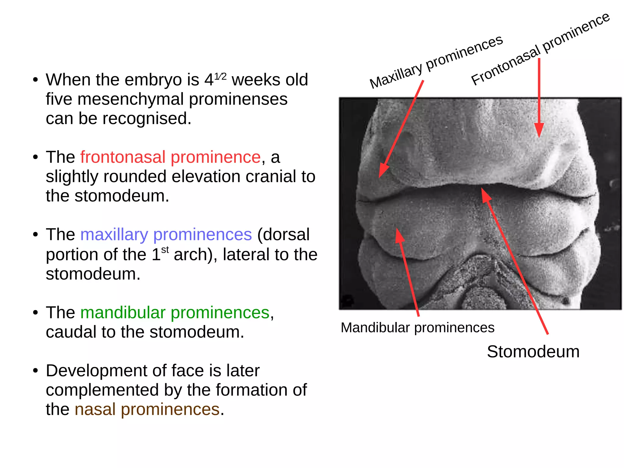 ● When the embryo is 41⁄2
weeks old
five mesenchymal prominenses
can be recognised.
● The frontonasal prominence, a
slightly rounded elevation cranial to
the stomodeum.
● The maxillary prominences (dorsal
portion of the 1st
arch), lateral to the
stomodeum.
● The mandibular prominences,
caudal to the stomodeum.
● Development of face is later
complemented by the formation of
the nasal prominences.
Mandibular prominences
Frontonasal prominence
Maxillary prominences
Stomodeum
 