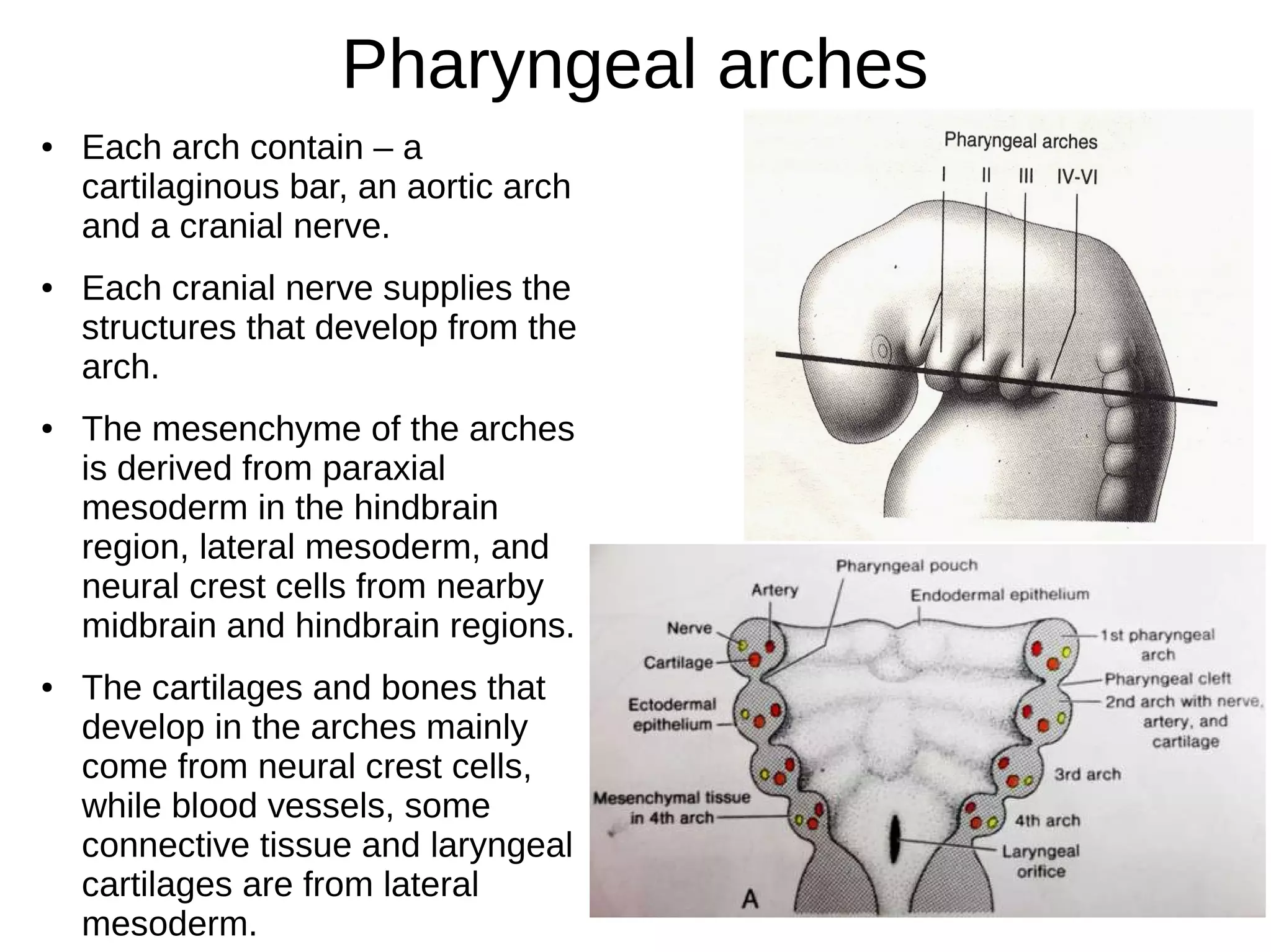 Pharyngeal arches
● Each arch contain – a
cartilaginous bar, an aortic arch
and a cranial nerve.
● Each cranial nerve supplies the
structures that develop from the
arch.
● The mesenchyme of the arches
is derived from paraxial
mesoderm in the hindbrain
region, lateral mesoderm, and
neural crest cells from nearby
midbrain and hindbrain regions.
● The cartilages and bones that
develop in the arches mainly
come from neural crest cells,
while blood vessels, some
connective tissue and laryngeal
cartilages are from lateral
mesoderm.
 
