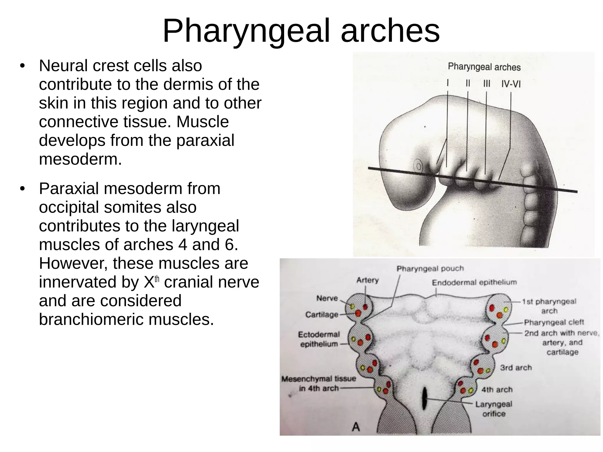 Pharyngeal arches
● Neural crest cells also
contribute to the dermis of the
skin in this region and to other
connective tissue. Muscle
develops from the paraxial
mesoderm.
● Paraxial mesoderm from
occipital somites also
contributes to the laryngeal
muscles of arches 4 and 6.
However, these muscles are
innervated by Xth
cranial nerve
and are considered
branchiomeric muscles.
 