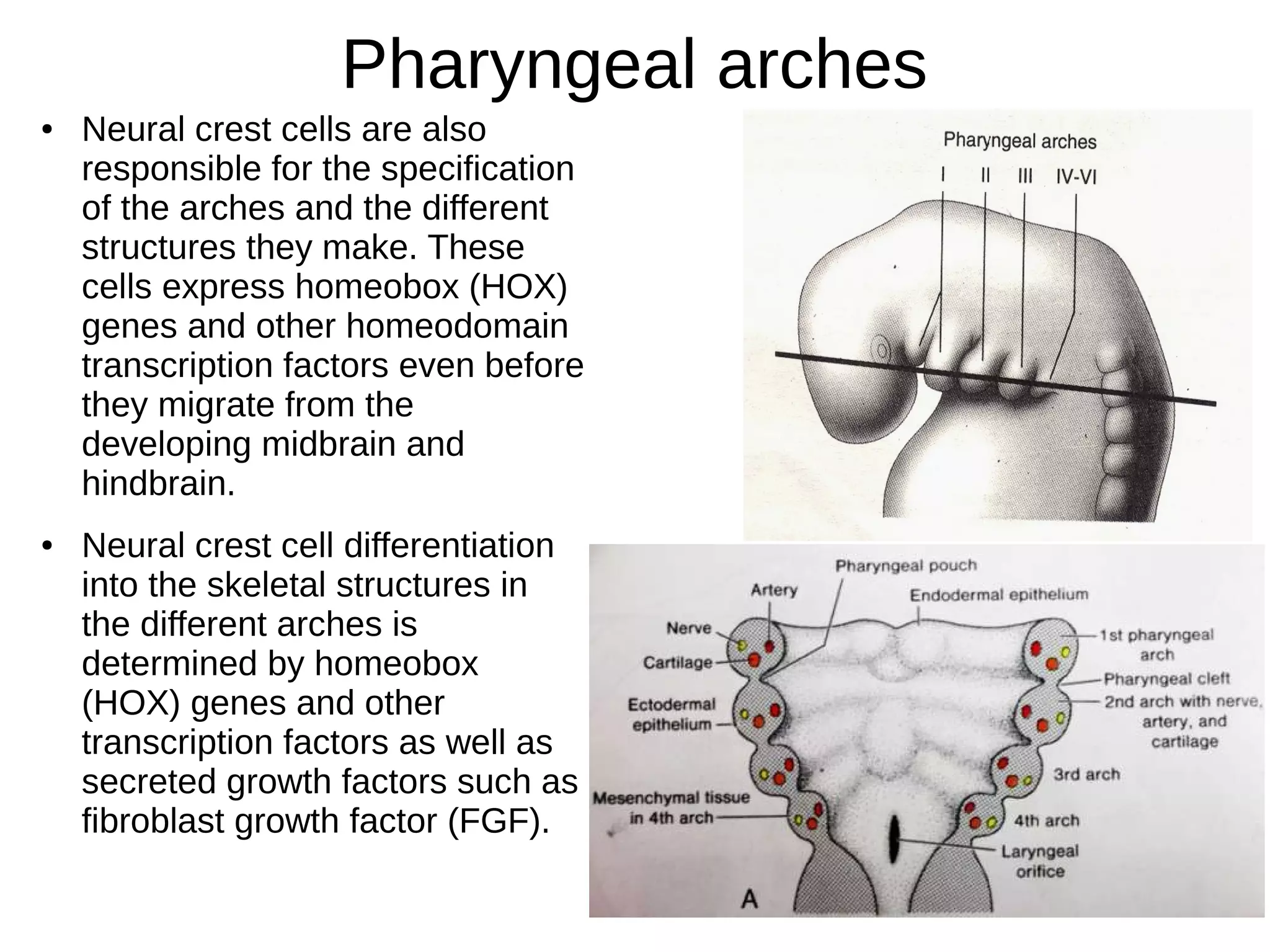 Pharyngeal arches
● Neural crest cells are also
responsible for the specification
of the arches and the different
structures they make. These
cells express homeobox (HOX)
genes and other homeodomain
transcription factors even before
they migrate from the
developing midbrain and
hindbrain.
● Neural crest cell differentiation
into the skeletal structures in
the different arches is
determined by homeobox
(HOX) genes and other
transcription factors as well as
secreted growth factors such as
fibroblast growth factor (FGF).
 