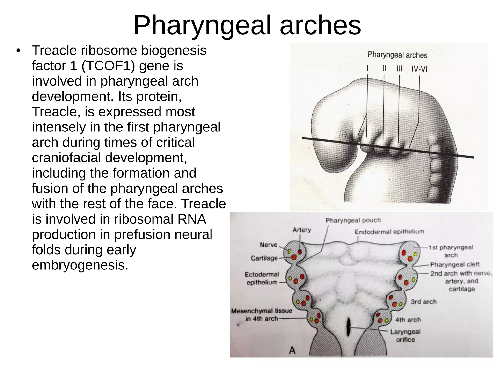 Pharyngeal arches
● Treacle ribosome biogenesis
factor 1 (TCOF1) gene is
involved in pharyngeal arch
development. Its protein,
Treacle, is expressed most
intensely in the first pharyngeal
arch during times of critical
craniofacial development,
including the formation and
fusion of the pharyngeal arches
with the rest of the face. Treacle
is involved in ribosomal RNA
production in prefusion neural
folds during early
embryogenesis.
 