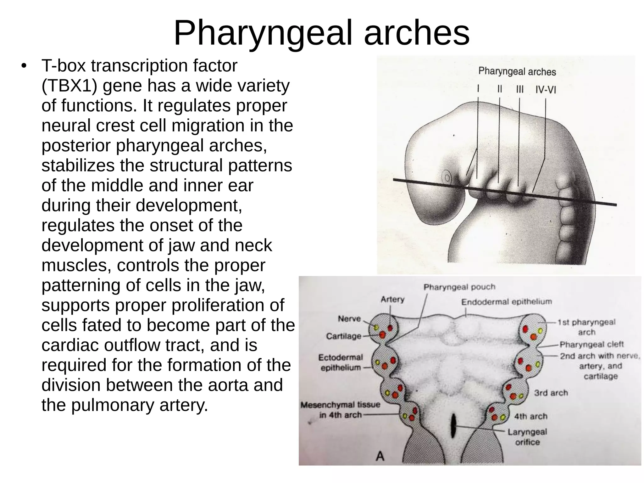 Pharyngeal arches
● T-box transcription factor
(TBX1) gene has a wide variety
of functions. It regulates proper
neural crest cell migration in the
posterior pharyngeal arches,
stabilizes the structural patterns
of the middle and inner ear
during their development,
regulates the onset of the
development of jaw and neck
muscles, controls the proper
patterning of cells in the jaw,
supports proper proliferation of
cells fated to become part of the
cardiac outflow tract, and is
required for the formation of the
division between the aorta and
the pulmonary artery.
 