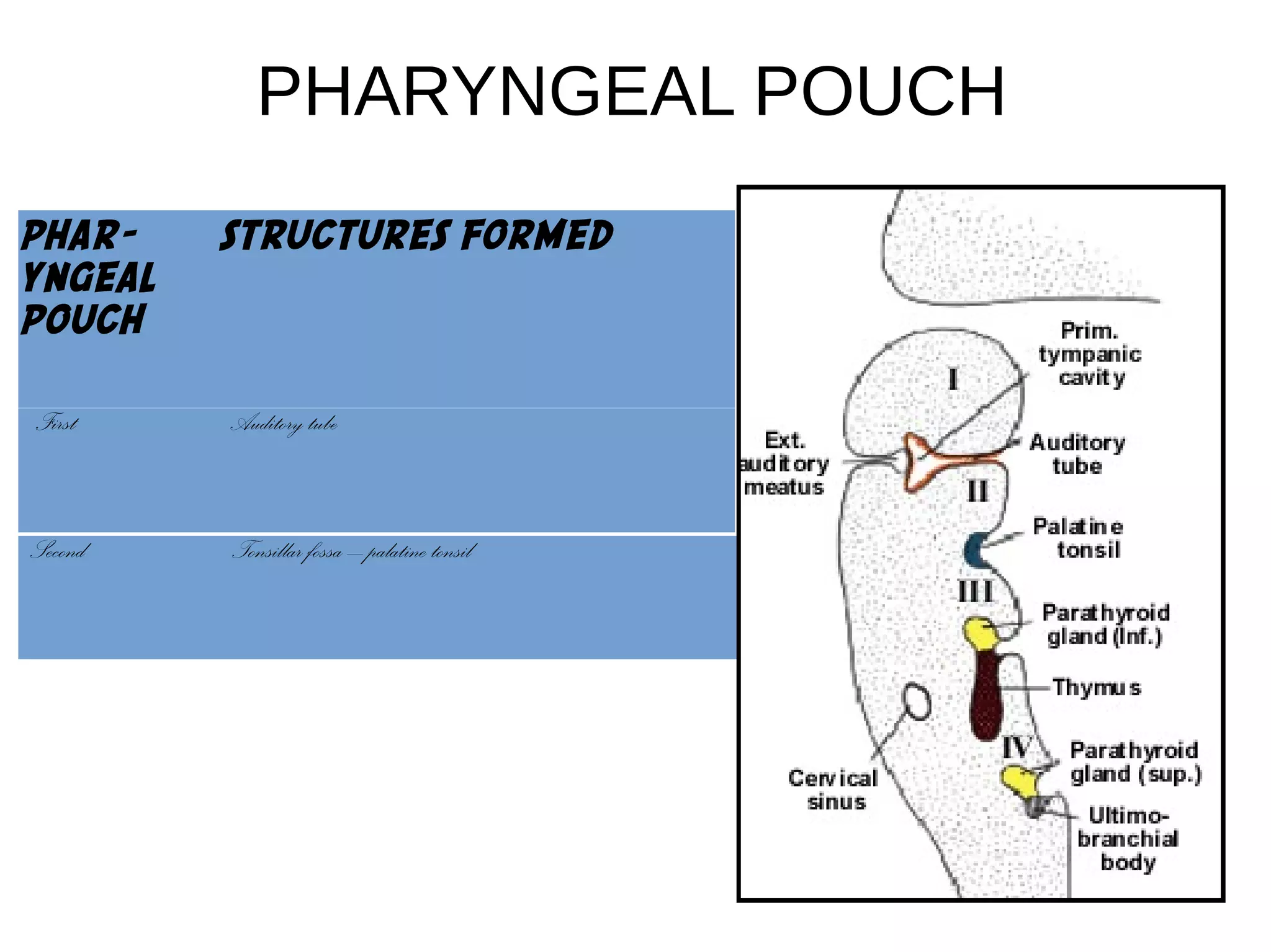 PHARYNGEAL POUCH
PHAR-
YNGEAL
POUCH
STRUCTURES FORMED
First Auditory tube
Second Tonsillar fossa – palatine tonsil
 