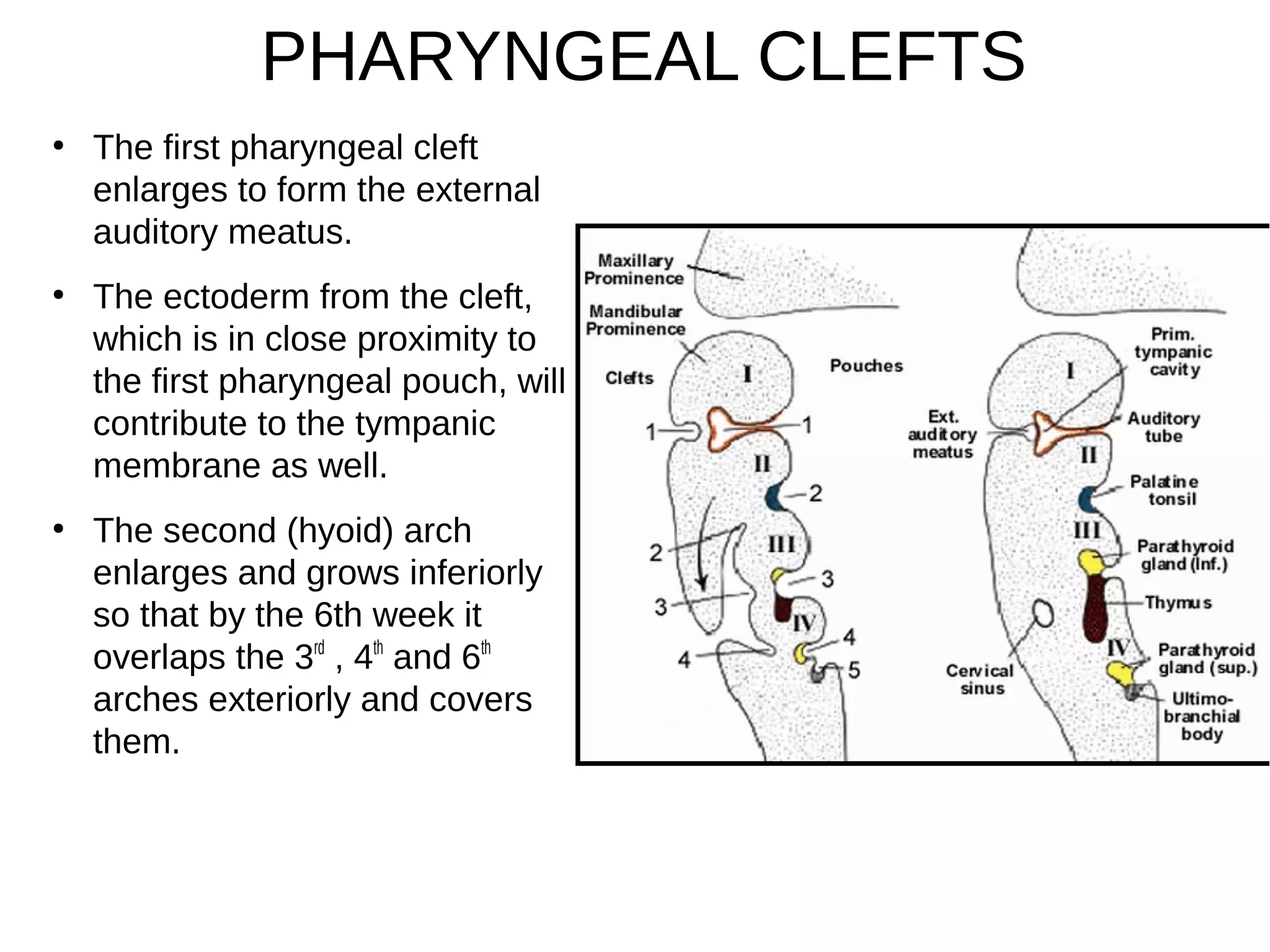 PHARYNGEAL CLEFTS
●
The first pharyngeal cleft
enlarges to form the external
auditory meatus.
●
The ectoderm from the cleft,
which is in close proximity to
the first pharyngeal pouch, will
contribute to the tympanic
membrane as well.
●
The second (hyoid) arch
enlarges and grows inferiorly
so that by the 6th week it
overlaps the 3rd
, 4th
and 6th
arches exteriorly and covers
them.
 