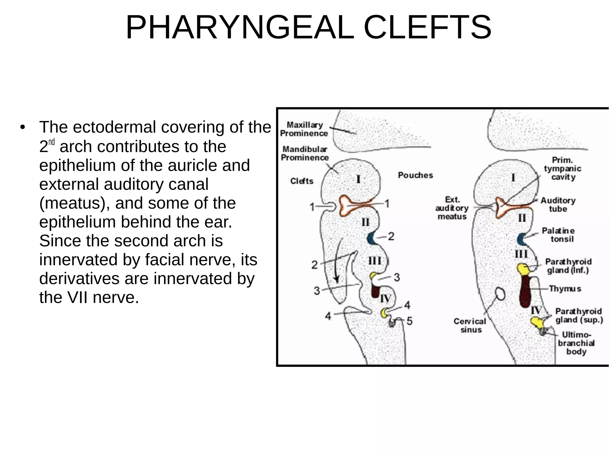 ● The ectodermal covering of the
2nd
arch contributes to the
epithelium of the auricle and
external auditory canal
(meatus), and some of the
epithelium behind the ear.
Since the second arch is
innervated by facial nerve, its
derivatives are innervated by
the VII nerve.
PHARYNGEAL CLEFTS
 