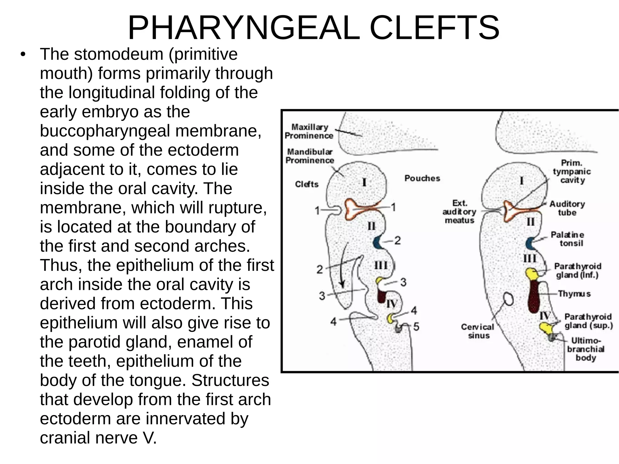 ● The stomodeum (primitive
mouth) forms primarily through
the longitudinal folding of the
early embryo as the
buccopharyngeal membrane,
and some of the ectoderm
adjacent to it, comes to lie
inside the oral cavity. The
membrane, which will rupture,
is located at the boundary of
the first and second arches.
Thus, the epithelium of the first
arch inside the oral cavity is
derived from ectoderm. This
epithelium will also give rise to
the parotid gland, enamel of
the teeth, epithelium of the
body of the tongue. Structures
that develop from the first arch
ectoderm are innervated by
cranial nerve V.
PHARYNGEAL CLEFTS
 