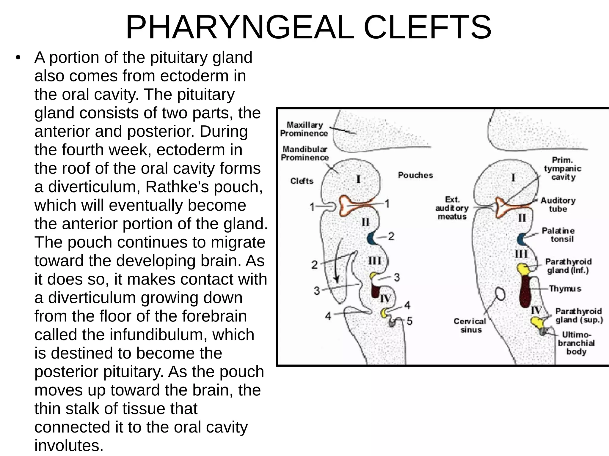 ● A portion of the pituitary gland
also comes from ectoderm in
the oral cavity. The pituitary
gland consists of two parts, the
anterior and posterior. During
the fourth week, ectoderm in
the roof of the oral cavity forms
a diverticulum, Rathke's pouch,
which will eventually become
the anterior portion of the gland.
The pouch continues to migrate
toward the developing brain. As
it does so, it makes contact with
a diverticulum growing down
from the floor of the forebrain
called the infundibulum, which
is destined to become the
posterior pituitary. As the pouch
moves up toward the brain, the
thin stalk of tissue that
connected it to the oral cavity
involutes.
PHARYNGEAL CLEFTS
 