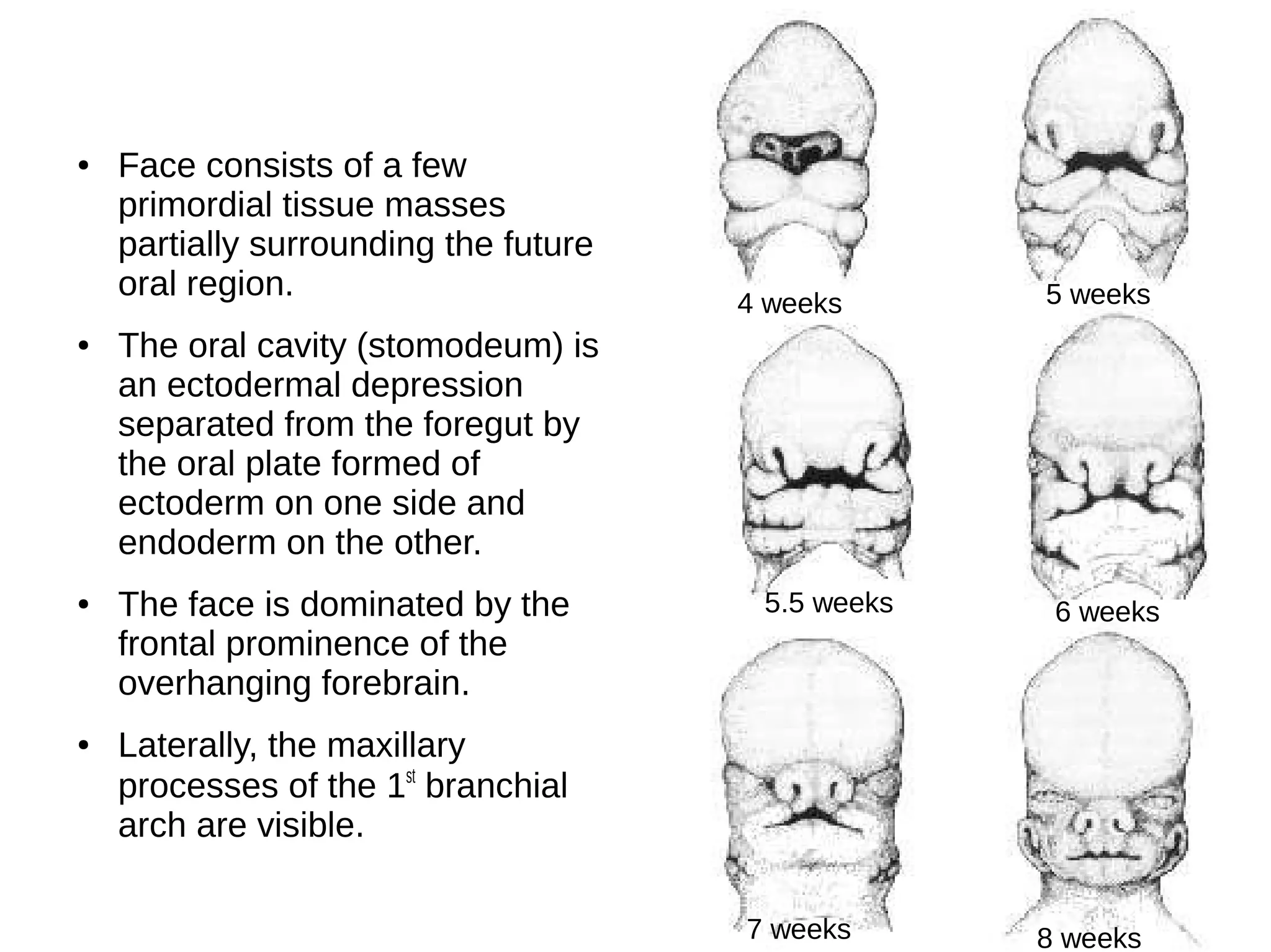 ● Face consists of a few
primordial tissue masses
partially surrounding the future
oral region.
● The oral cavity (stomodeum) is
an ectodermal depression
separated from the foregut by
the oral plate formed of
ectoderm on one side and
endoderm on the other.
● The face is dominated by the
frontal prominence of the
overhanging forebrain.
● Laterally, the maxillary
processes of the 1st
branchial
arch are visible.
4 weeks 5 weeks
5.5 weeks 6 weeks
7 weeks 8 weeks
 