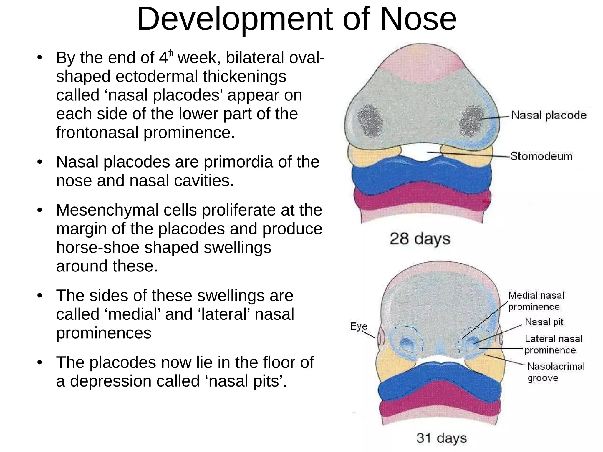 Development of Nose
●
By the end of 4th
week, bilateral oval-
shaped ectodermal thickenings
called ‘nasal placodes’ appear on
each side of the lower part of the
frontonasal prominence.
● Nasal placodes are primordia of the
nose and nasal cavities.
● Mesenchymal cells proliferate at the
margin of the placodes and produce
horse-shoe shaped swellings
around these.
● The sides of these swellings are
called ‘medial’ and ‘lateral’ nasal
prominences
● The placodes now lie in the floor of
a depression called ‘nasal pits’.
 